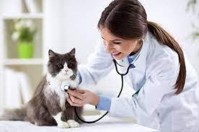 Pet Surgery Services in Vancouver