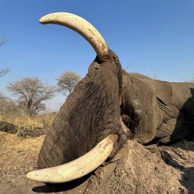 Understanding Cape Buffalo Hunt Cost: What to Expect with Kalahari Safaris