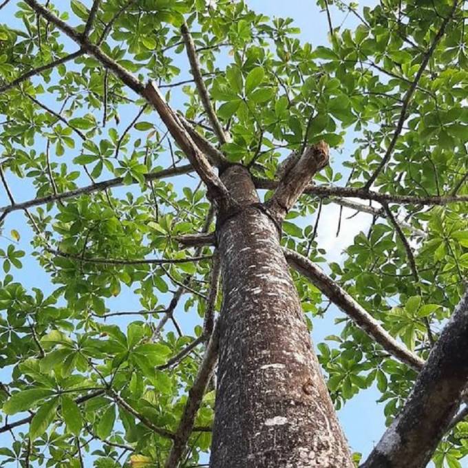 Die Vorteile von Paulownia Dreischichtplatten f&uuml;r nachhaltige Bauprojekte