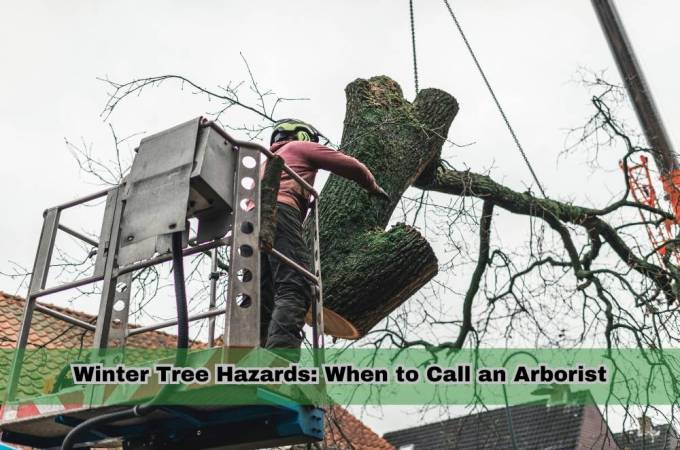 Winter Tree Hazards: When to Call an Arborist