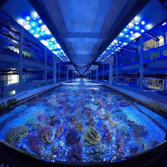 Creating the Perfect Reef Aquarium with the Right Equipment