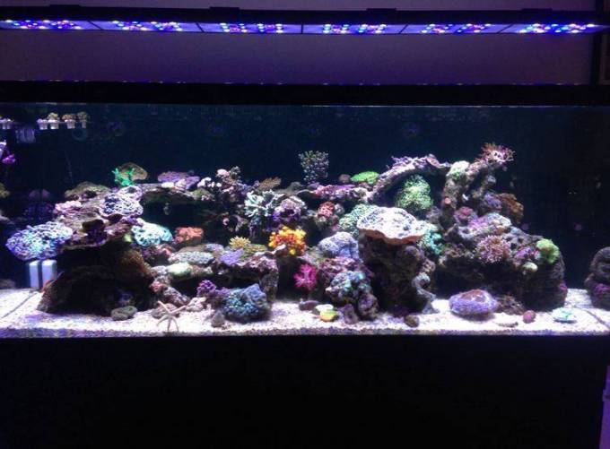 Choosing the Right Aquarium Lighting and Fertilizers for a Thriving Aquascape in 2026