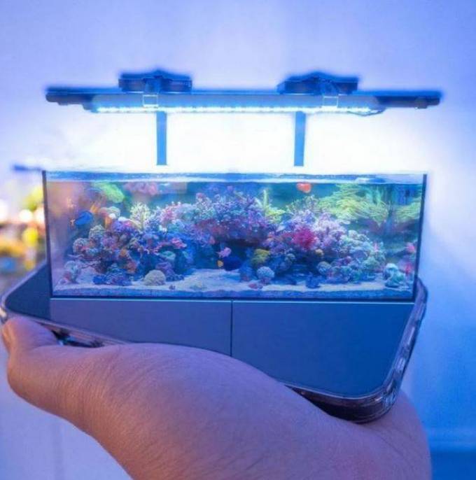 Enhancing Aquatic Beauty with Premium Aquarium Solutions from DALUA AU